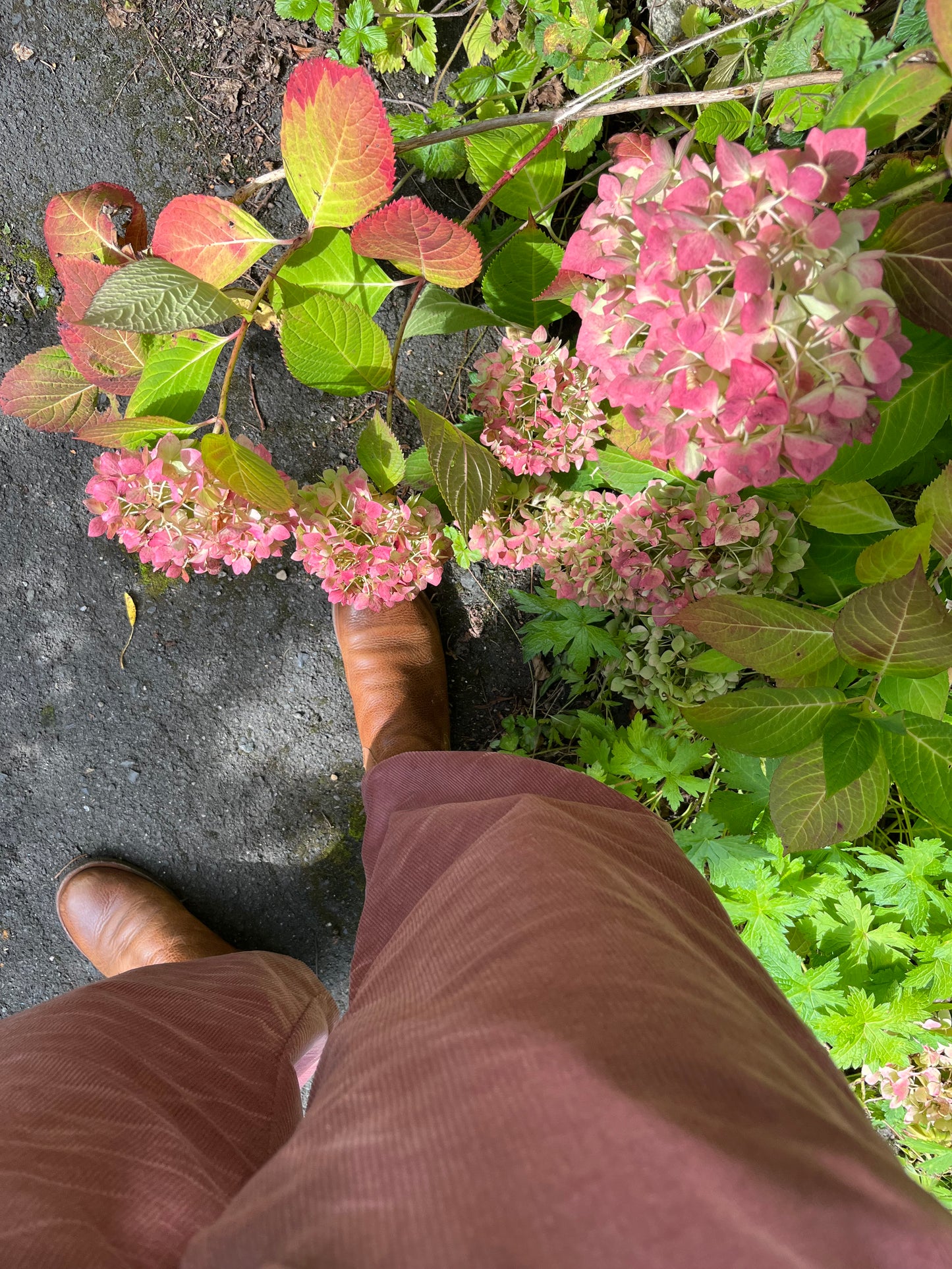 Women’s carrot trousers